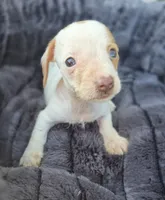 Blue eye Female, a female Miniature Dachshund for sale in Avon, IL – 2 of 4
