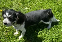 Shih Tzu Male One, a male Shih Tzu for sale in Avon, IL – 2 of 3