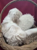 processed/4f071753-0ad4-41db-b7bd-c5be2bcd625f/listing/752e95c6-cb52-443d-90d1-8b32dfc3d0bc/7571fade-091a-4388-b19a-92aee3094b07