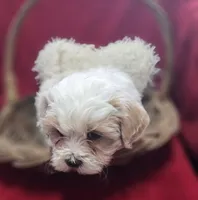 processed/4f071753-0ad4-41db-b7bd-c5be2bcd625f/listing/752e95c6-cb52-443d-90d1-8b32dfc3d0bc/d1425d51-bda4-4c15-8106-2ab339ee482e