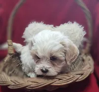 processed/4f071753-0ad4-41db-b7bd-c5be2bcd625f/listing/752e95c6-cb52-443d-90d1-8b32dfc3d0bc/d8b3f506-4c11-484d-8dec-1ea4120ec9aa