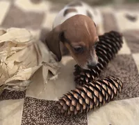 Male 3 Miniature Dachshund , a male Miniature Dachshund for sale in Avon, IL – 4 of 5