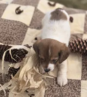 Piebald Male Miniature Dachshund , a male Miniature Dachshund for sale in Avon, IL – 4 of 4