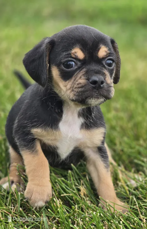 Puggle Female  – Puggle puppy for sale in Avon, IL