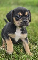 Puggle Female , a female Puggle for sale in Avon, IL – 1 of 6