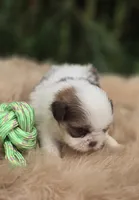 Shih Tzu Male , a male Shih Tzu for sale in Avon, IL – 2 of 4