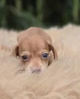 Miniature Dachshund Female 2, a female Miniature Dachshund for sale in Avon, IL – 3 of 5