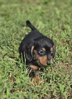 Black and Tan Male , a male Miniature Dachshund for sale in Avon, IL – 3 of 5