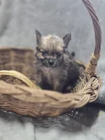 Pomeranian Female 2, a female Pomeranian for sale in Avon, IL – Photo 1 of 4