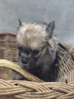 Pomeranian Female 2, a female Pomeranian for sale in Avon, IL – Photo 3 of 4