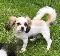 Shih Tzu Male 2, a male Shih Tzu for sale in Avon, IL – 3 of 3