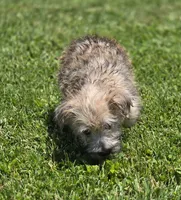Cairn Terrier Male 2, a male Cairn Terrier for sale in Avon, IL – 3 of 5