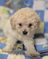 Apricot Female Toy Poodle , a female Poodle - Toy  for sale in Avon, IL – 2 of 4
