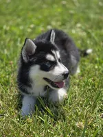Black and White Male, a male Siberian Husky for sale in Avon, IL – 2 of 5