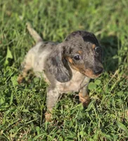  Silver Dapple Piebald Female , a female Miniature Dachshund for sale in Avon, IL – 2 of 8