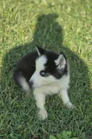 Male Siberian Husky 1, a male Siberian Husky for sale in Avon, IL – 2 of 4