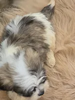 Teddy Bear Male 3, a male Bichon Frise and Shih Tzu for sale in Avon, IL – 4 of 4