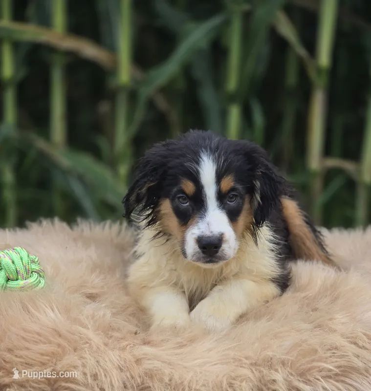 Mini Aussie  Male 2 – Miniature Australian Shepherd puppy for sale in Avon, IL