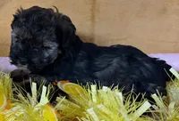 Schnoodle F1, a female Schnoodle for sale in Avon, IL – Photo 3 of 3