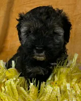 Schnoodle F1, a female Schnoodle for sale in Avon, IL – Photo 1 of 3