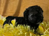 Schnoodle F1, a female Schnoodle for sale in Avon, IL – Photo 2 of 3