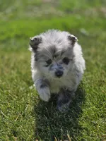 Merle Pomeranian Female , a female Pomeranian for sale in Avon, IL – 4 of 6