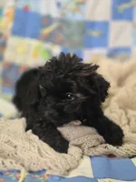 Black Brindle Female Shihpoo , a female Shihpoo for sale in Avon, IL – 5 of 5