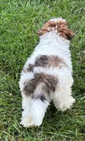 Male Schnoodle , a male Schnoodle for sale in Avon, IL – 3 of 5