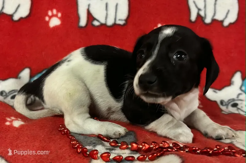 Piebald Female Miniature Dachshund  – Miniature Dachshund puppy for sale in Avon, IL