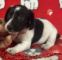 Piebald Female Miniature Dachshund , a female Miniature Dachshund for sale in Avon, IL – Photo 2 of 2