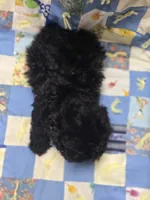 Black Male Shihpoo , a male Shihpoo for sale in Avon, IL – 2 of 5