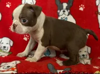 Female two Boston Terrier Red , a female Boston Terrier for sale in Avon, IL – Photo 2 of 2