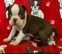 Female two Boston Terrier Red , a female Boston Terrier for sale in Avon, IL – Photo 1 of 2