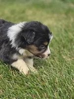 Mini Aussie  Male 2, a male Miniature Australian Shepherd for sale in Avon, IL – 5 of 5