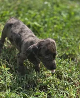 Dapple Male 2, a male Miniature Dachshund for sale in Avon, IL – 2 of 6