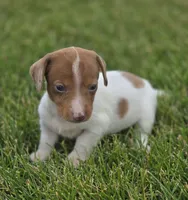 Dapple Piebald Female , a female Miniature Dachshund for sale in Avon, IL – 1 of 5