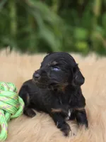 Black and Tan Male , a male Miniature Dachshund for sale in Avon, IL – 4 of 6
