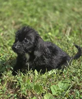 Longhaired Black Male, a male Miniature Dachshund for sale in Avon, IL – 2 of 5