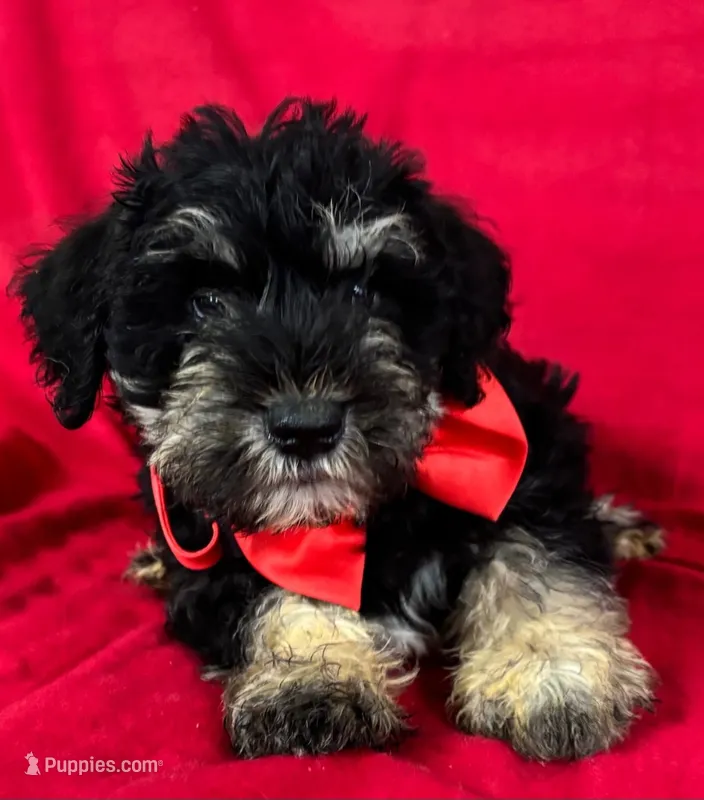Male schnauzer 2 – Miniature Schnauzer puppy for sale in Avon, IL