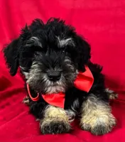 Male schnauzer 2, a male Miniature Schnauzer for sale in Avon, IL – 1 of 2