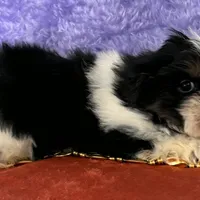 Shih Tzu M2, a male Shih Tzu for sale in Avon, IL – Photo 1 of 2