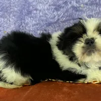 Shih Tzu M2, a male Shih Tzu for sale in Avon, IL – Photo 2 of 2