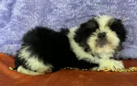 Shih Tzu M2, a male Shih Tzu for sale in Avon, IL – Photo 2 of 2