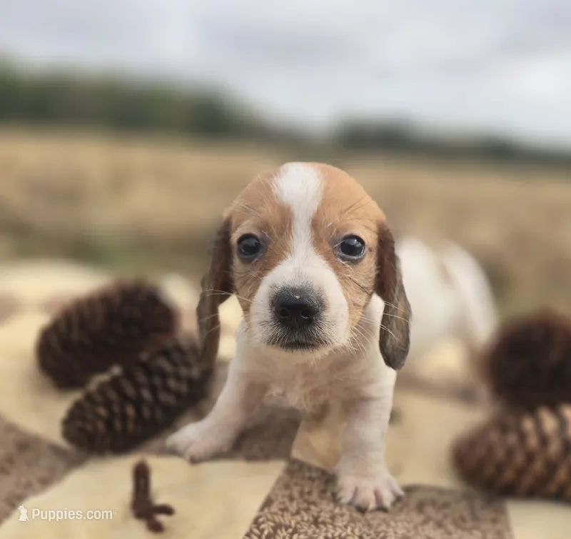 Female Piebald Miniature Dachshund  – Miniature Dachshund puppy for sale in Avon, IL