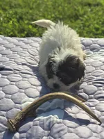 Teddy Bear Male 1, a male Bichon Frise and Shih Tzu for sale in Avon, IL – 2 of 3