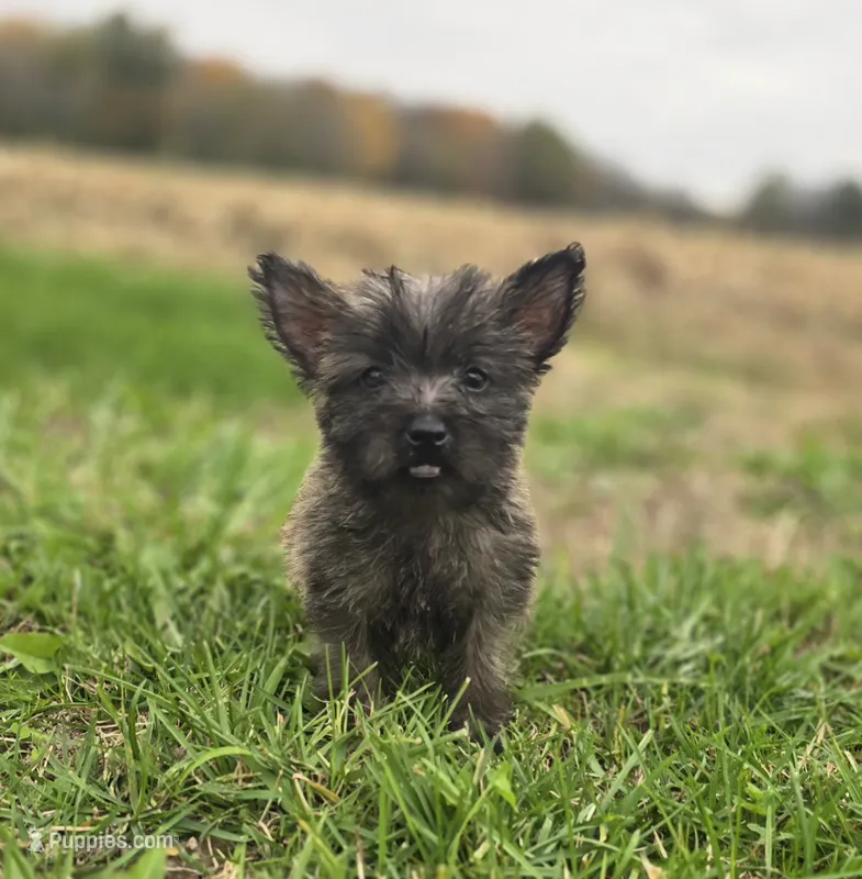 Male Cairn Terrier 2 – Cairn Terrier puppy for sale in Avon, IL