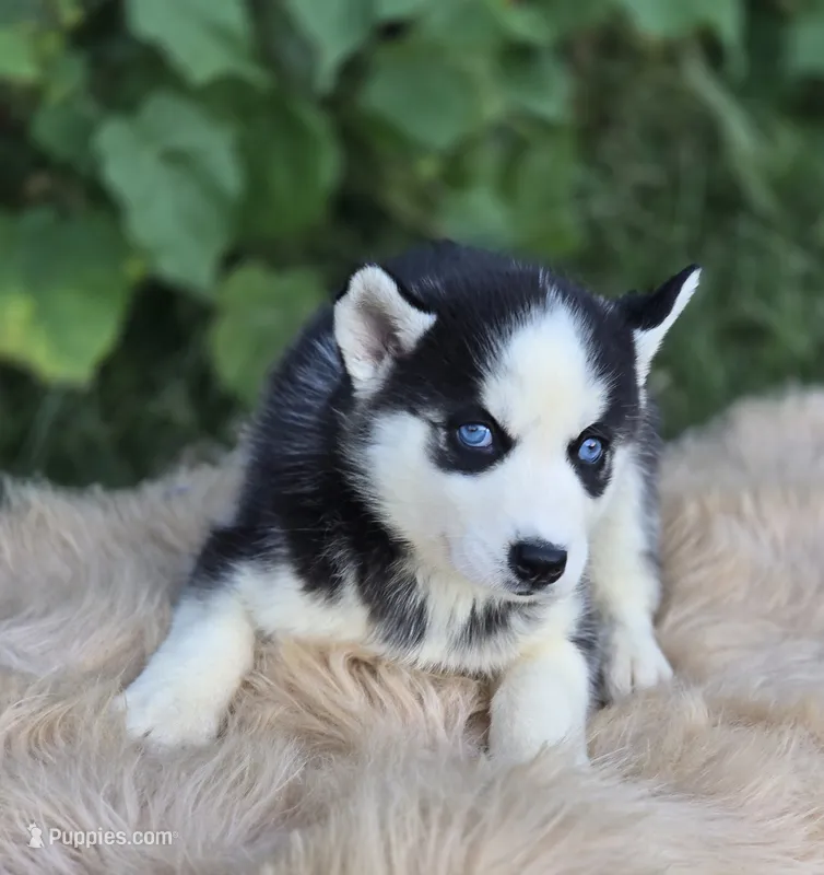 Siberian Husky Female 2 – Siberian Husky puppy for sale in Avon, IL