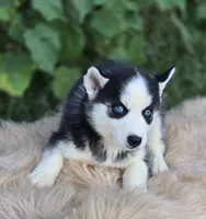 Siberian Husky Female 2, a female Siberian Husky for sale in Avon, IL – 1 of 4