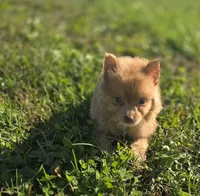 Male Pomeranian , a male Pomeranian for sale in Avon, IL – 2 of 4