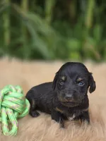 Black and Tan Male , a male Miniature Dachshund for sale in Avon, IL – 6 of 6